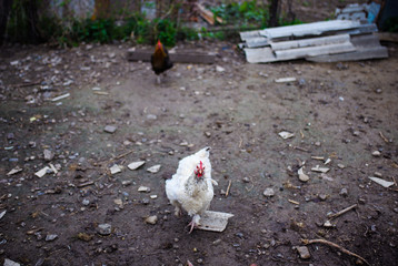 Chicken on a farm. Hens grazing on a green meadow