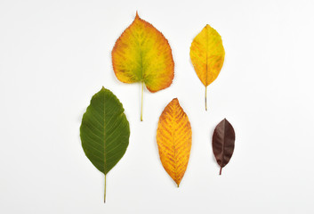 Set of leaves on white background