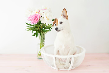 Jack Russell Terrier dog with peonies sitting on a white background