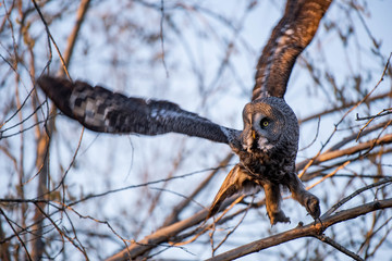 Bearded tawdling (lat. Strix nebulosa) - large (wingspan up to one and a half meters) bird of the genus of lamb. Republic of Yakutia. Russia.