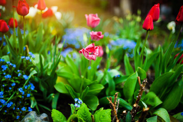 Group of colorful tulip. Flower tulip lit by sunlight in the flower garden.