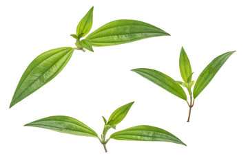 Three beautiful young leaves on a white background