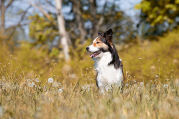 Border Collie beim Fotoshooting