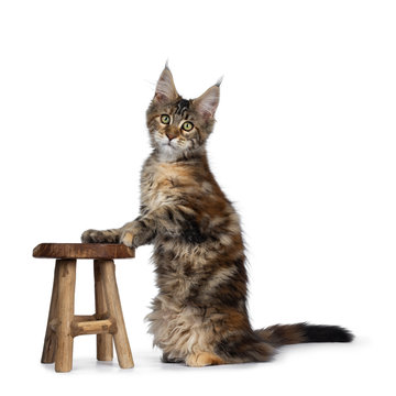 Cute tortie Maine Coon cat kitten sitting up side ways with front paws on wooden chair. Looking at lens with mesmerizing green eyes. Isolated on white background. Tail behind body.
