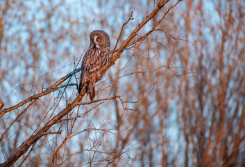 Bearded tawdling (lat. Strix nebulosa) - large (wingspan up to one and a half meters) bird of the genus of lamb. Republic of Yakutia. Russia.