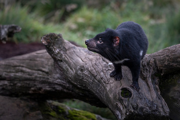 Tasmanian Devil, Tasmania