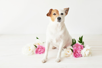 Jack Russell Terrier dog with peonies sitting on a white background