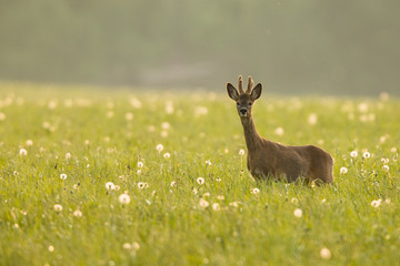 Roebuck - buck (Capreolus capreolus) Roe deer - goat