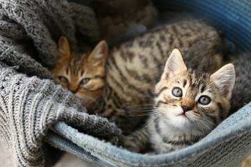Fototapeta na wymiar Cute funny kittens in basket