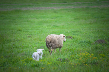 Mother sheep with lamb walk in a beautiful meadow on a green grass. Domestic animals