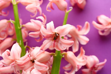 Beautiful hyacinth flowers on color background, closeup