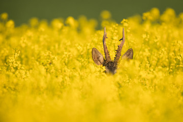 Roebuck - buck (Capreolus capreolus) Roe deer - goat