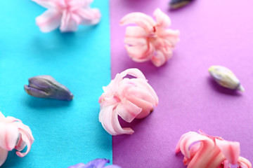 Fototapeta na wymiar Beautiful hyacinth flowers on color background