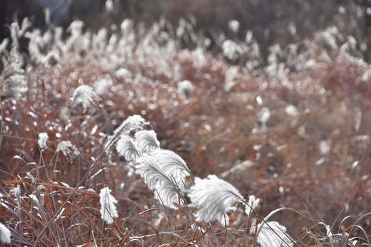 갈대밭」の写真素材 | 227件の無料イラスト画像 | Adobe Stock