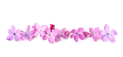 Fototapeta na wymiar Beautiful lilac flowers on white background