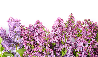 Beautiful lilac flowers on white background