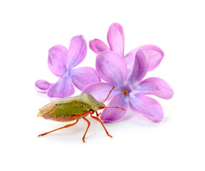 Beautiful lilac flowers and bug on white background