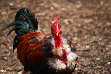 Bantam Rooster - Budapest, Hungary 