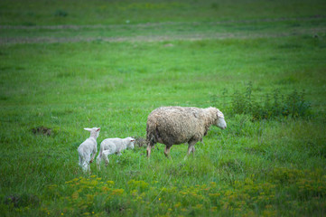 Mother sheep with lamb walk in a beautiful meadow on a green grass. Domestic animals