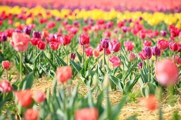 Obraz na płótnie Canvas Beautiful blossoming tulips in countryside on spring day