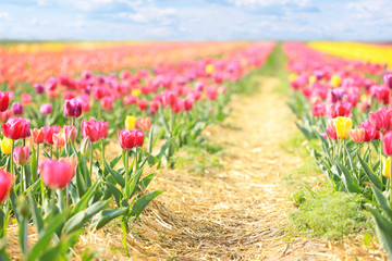 Beautiful blossoming tulips in countryside on spring day
