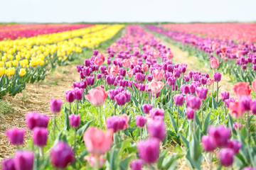 Beautiful blossoming tulips in countryside on spring day
