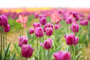 Obraz premium Beautiful blossoming tulips in countryside on spring day
