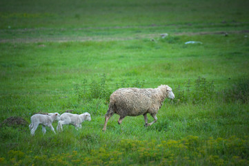 Mother sheep with lamb walk in a beautiful meadow on a green grass. Domestic animals