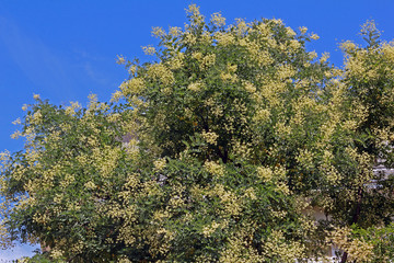 Schnurbaum in Blüte