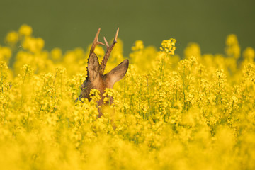 Roebuck - buck (Capreolus capreolus) Roe deer - goat