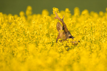 Roebuck - buck (Capreolus capreolus) Roe deer - goat © szczepank