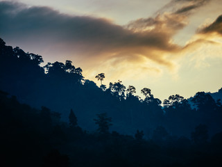 Adventure in a wide forest