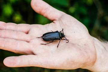 Dicker großer schwarzer Käfer auf Handfläche