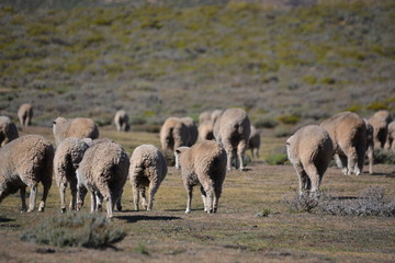 Sheeps pastoring in the valley