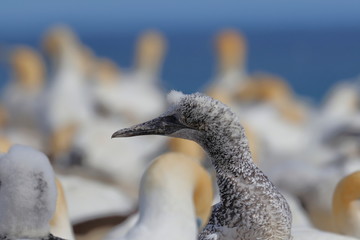 australasian gannet