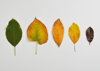 Set of leaves on white background