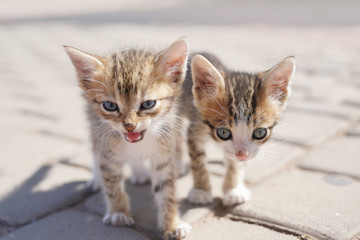 Fototapeta na wymiar Closeup of wild kitten in the street