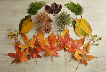 Set of leaves on wood background