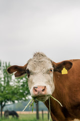 Mutterkuh auf der Weide