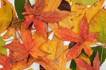Set of leaves on white background