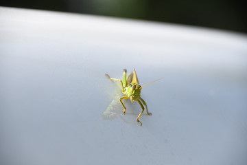 메뚜기