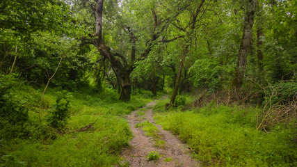 Trail in deep green forest background, Caucasus, Russia.