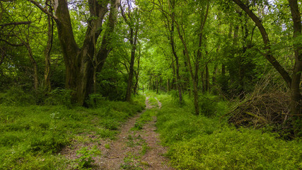 Fototapeta na wymiar Rural trail through the deep green forest. Natural summer background.