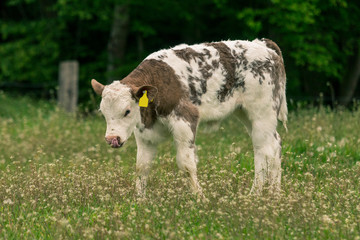 Obraz premium Kälbchen auf der Weide