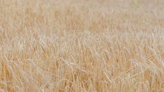 This pice of wheat field looks gorgeous. It's summer time.