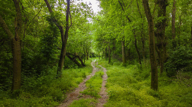 Nature green forest trees background, Caucasus, Russia.