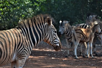 Fototapeta na wymiar Zebras in wildlife