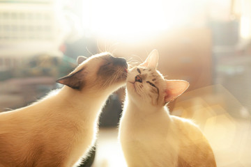 Two cats loving each other , Cleaning by licking hair. - obrazy, fototapety, plakaty