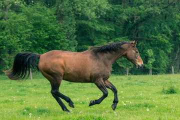 Pferd gallopiert auf Weide