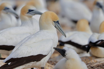 australasian gannet